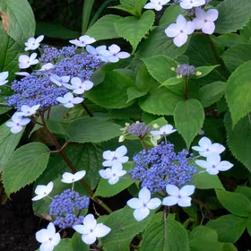 Purpurhortensia 'Lamona'