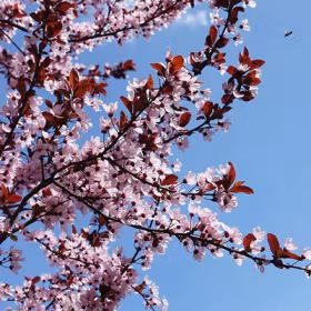 Körsbärsplommon 'Hollywood'