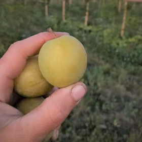 Plommon 'Reine Claude d´Oullins'