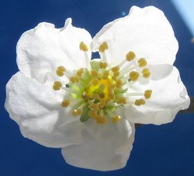 Plommon 'Jubileum'
