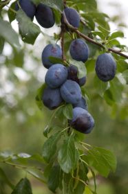 Plommon 'Violetta'