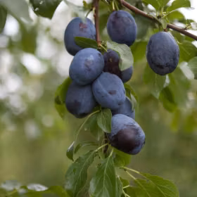 Plommon 'Violetta'