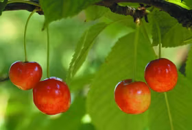 Körsbär 'Heidi'