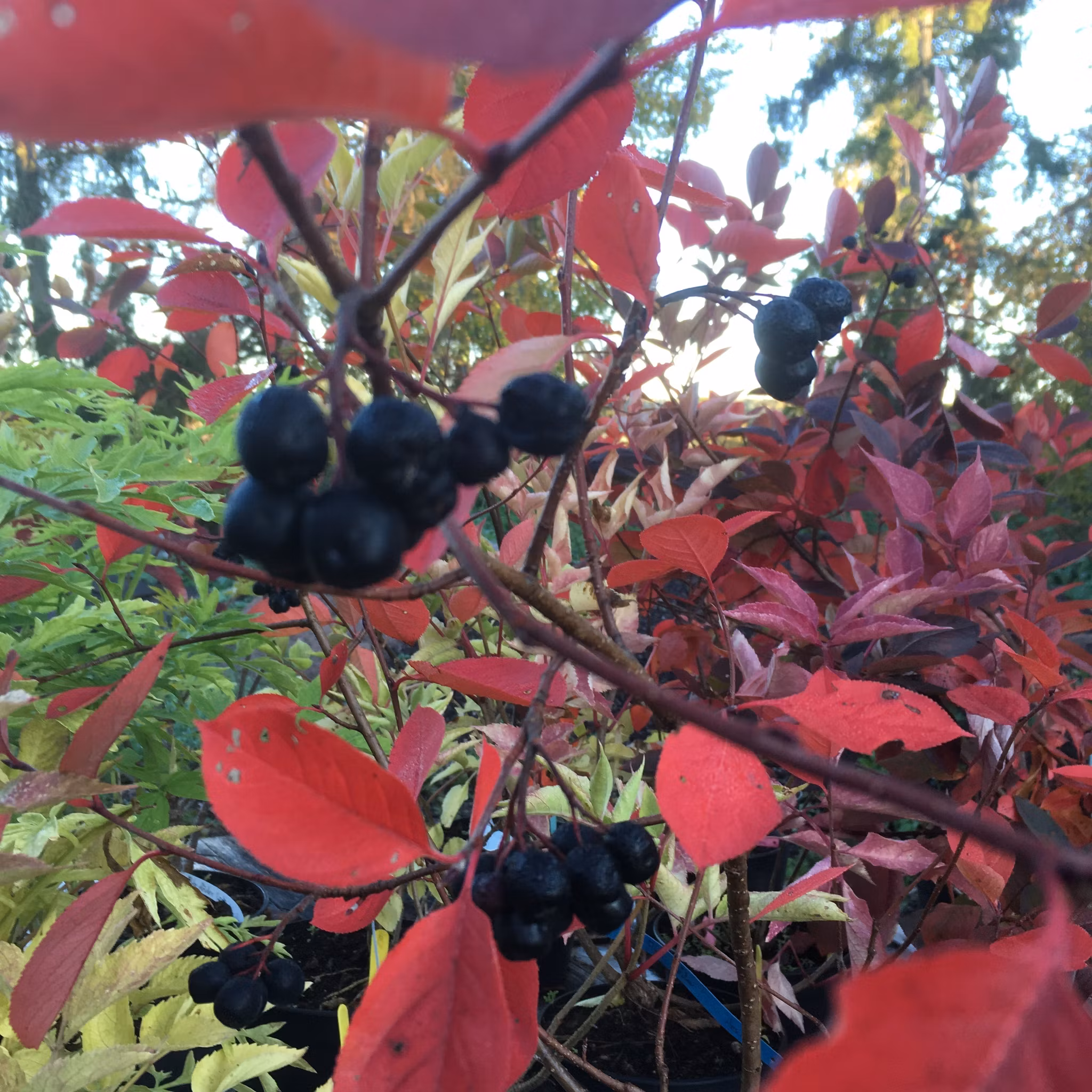 Slånaronia 'Nero'