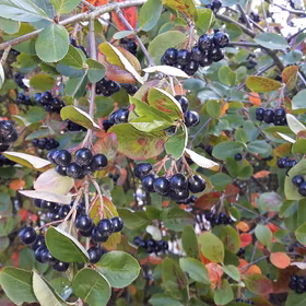 Slånaronia 'Viking'