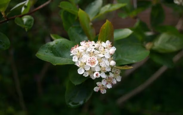 Slånaronia 'Nero'