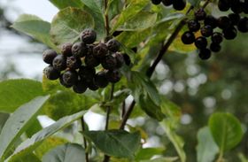 Slånaronia 'Nero'