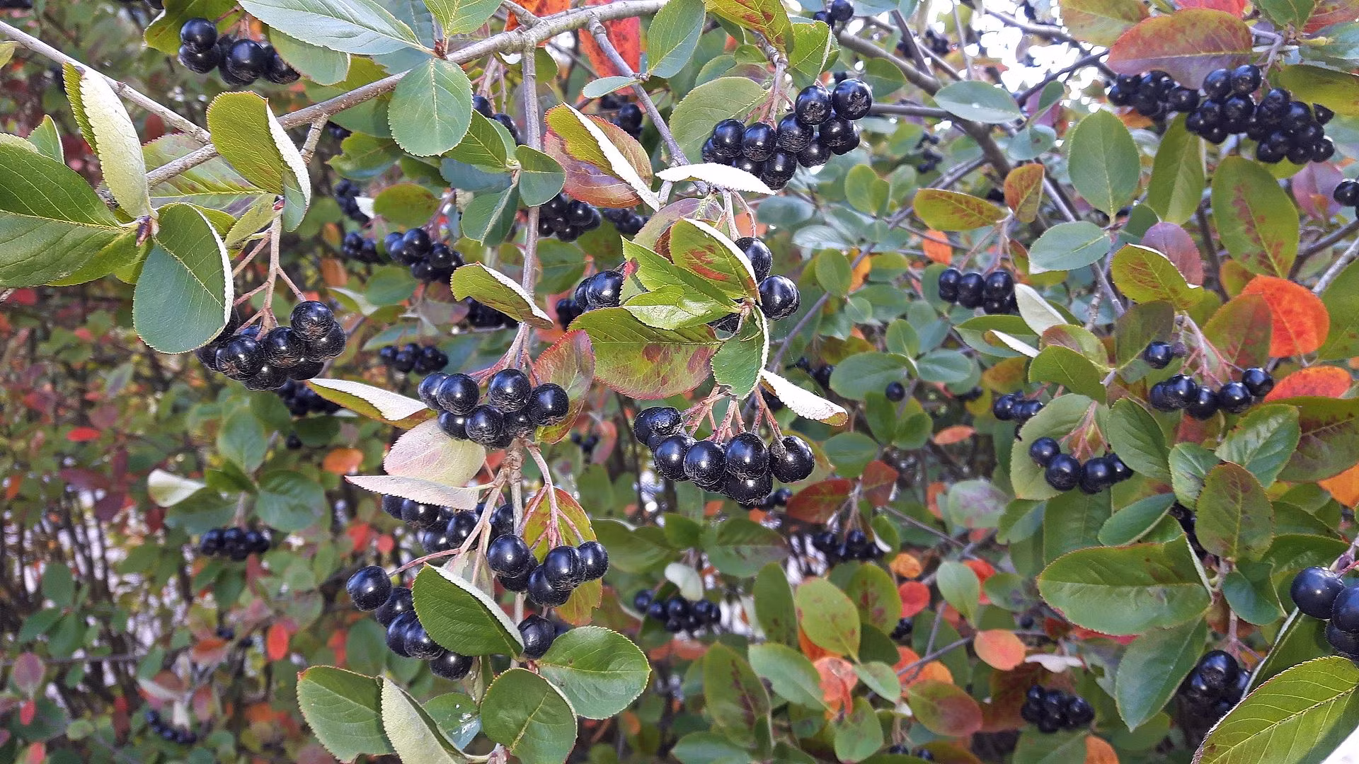 Slånaronia 'Nero'