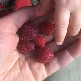 Sommarhallon 'Asker'