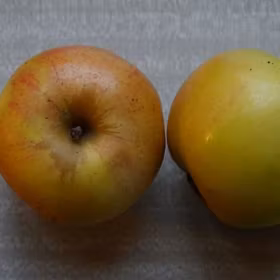 Äpple 'Gravensteiner'