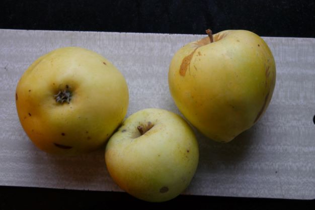 Äpple 'Gul Richard'