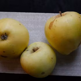 Äpple 'Gul Richard'