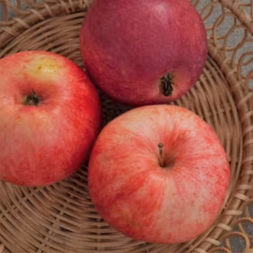 Äpple 'Mantet'
