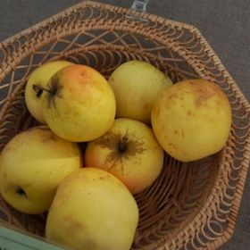 Äpple 'Krusenberg'