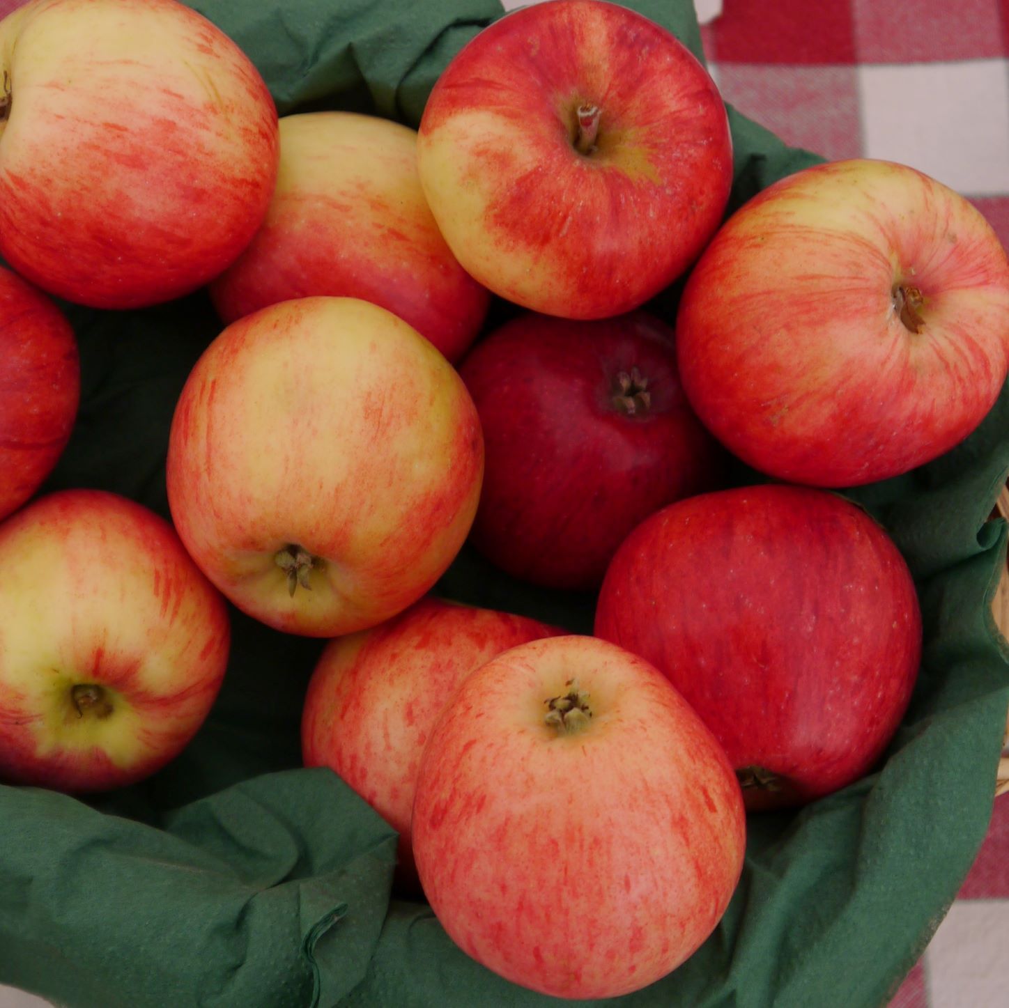 Äpple 'Maglemer'