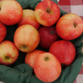 Äpple 'Maglemer'