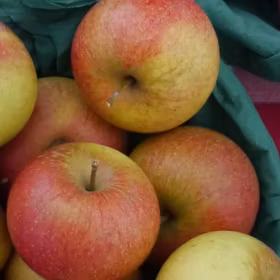 Äpple 'Queen Cox' (röd mutant av 'Cox Orange')