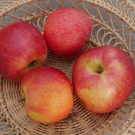 Äpple 'Birgit Bonnier'