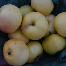Äpple 'Oranie' Dalslands landskapsäpple