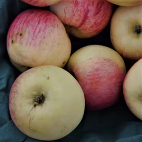 Äpple 'Charlamovsky'