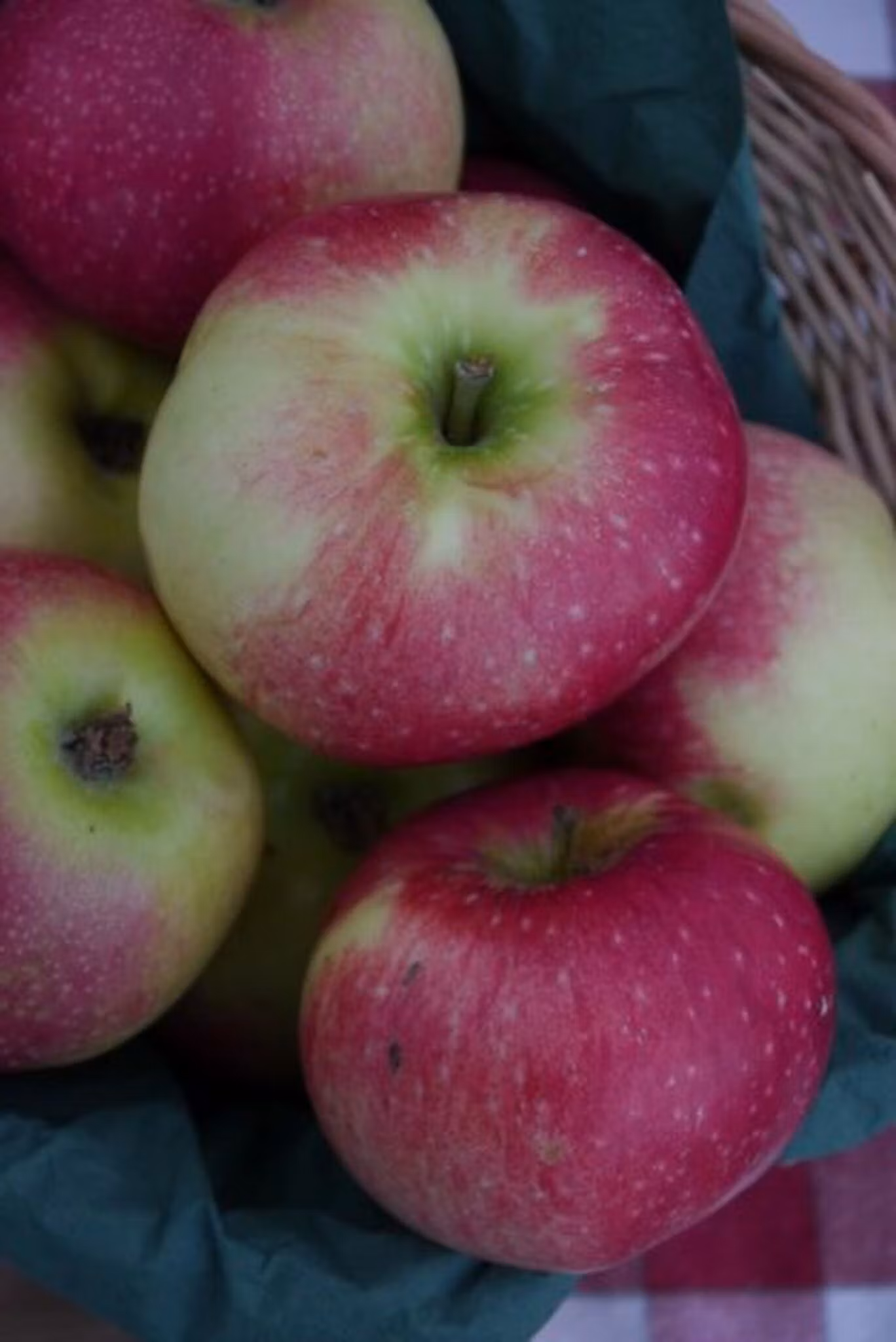Äpple Cox Pomona