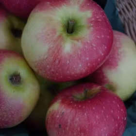 Äpple 'Cox Pomona'