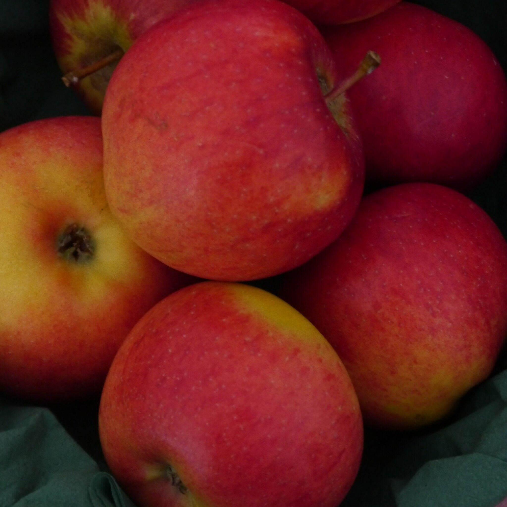 Äpple 'Rubinola'