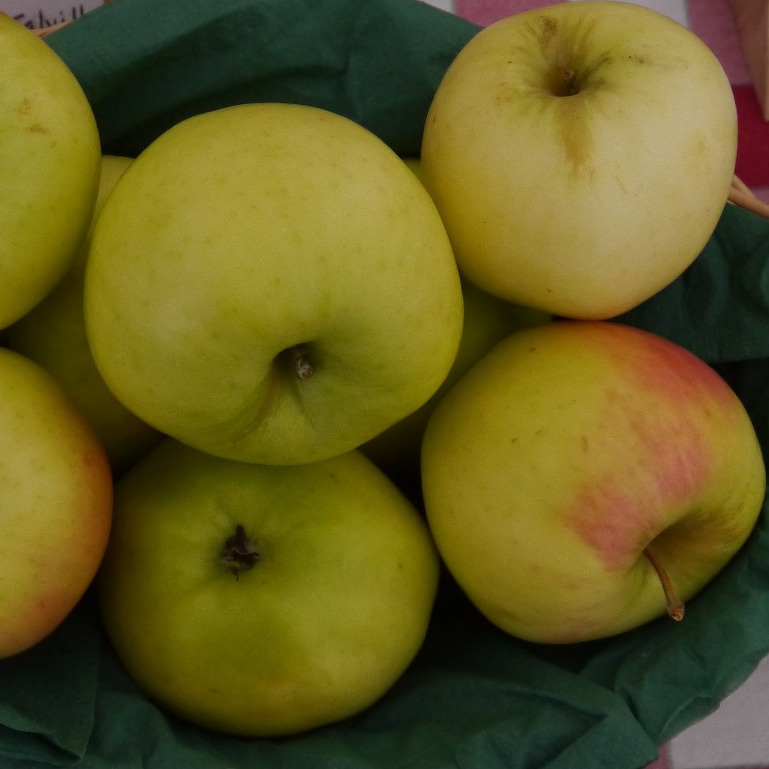Äpple Signe Tillish