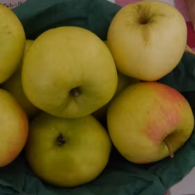 Äpple 'Signe Tillish'