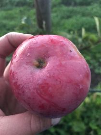 Äpple 'Åkerö Hassel'