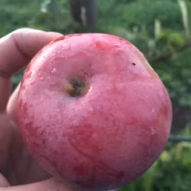 Äpple 'Åkerö Hassel'