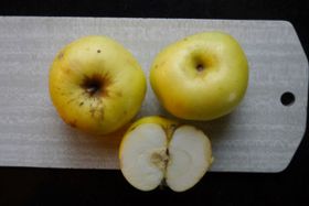 Äpple 'Stenkyrke'