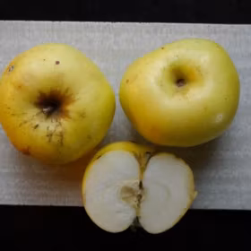 Äpple 'Stenkyrke'
