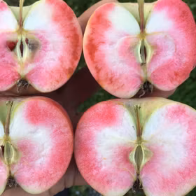Cideräpple 'Sops in Wine'