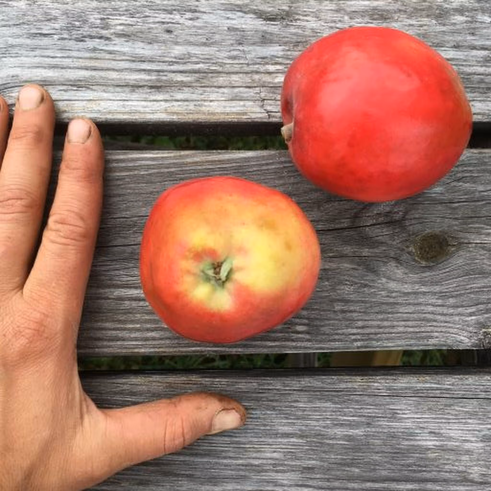 Mycket tidigt sommaräpple Close