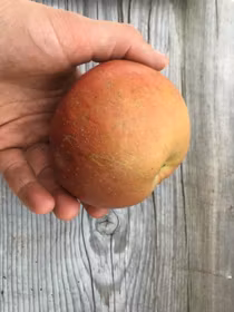 Äpple 'Brita Horn'