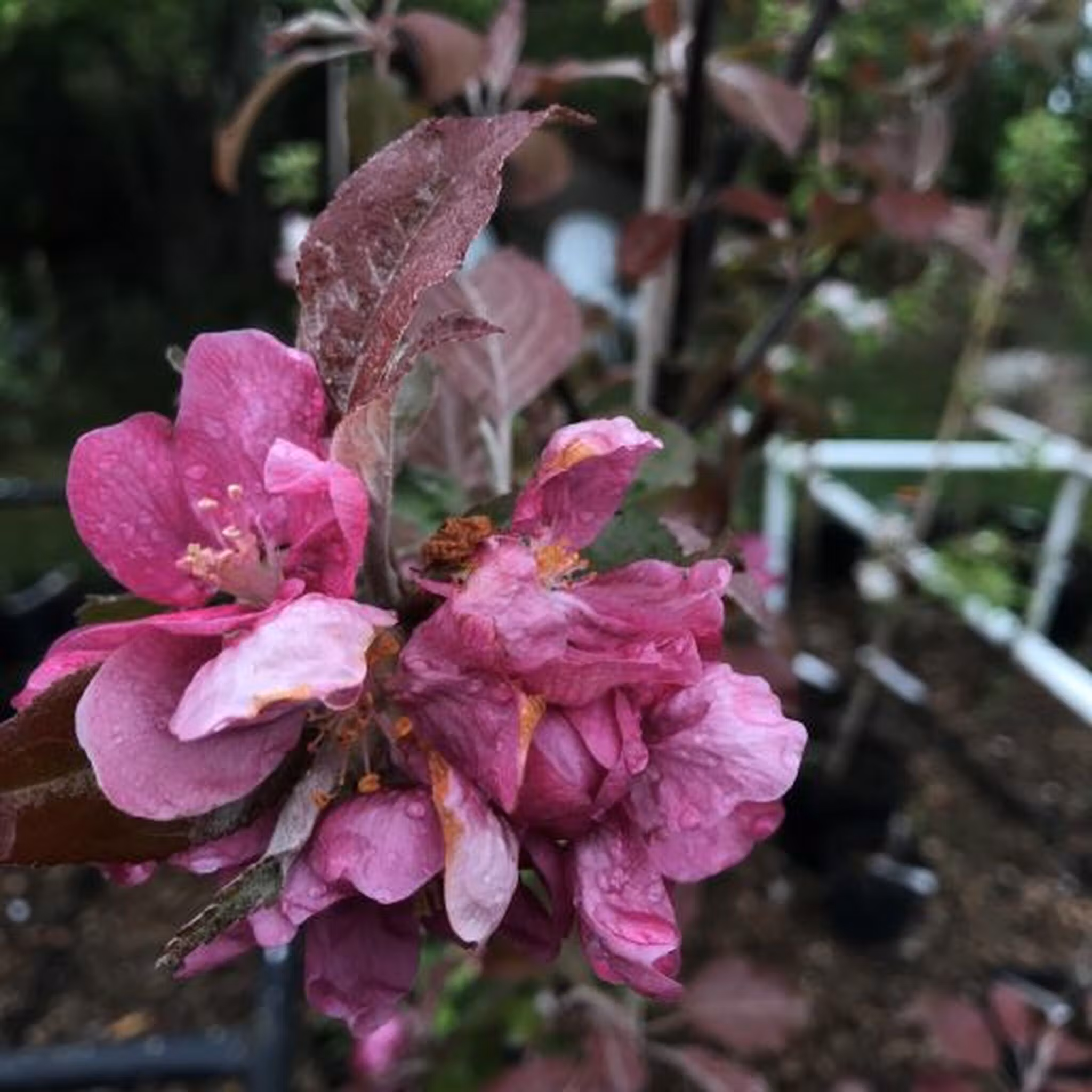 Äppelblomma äpplet Veiniöun Estninskt vinäpple