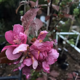 Äpple 'Veiniöun' (Estniskt vinäpple)