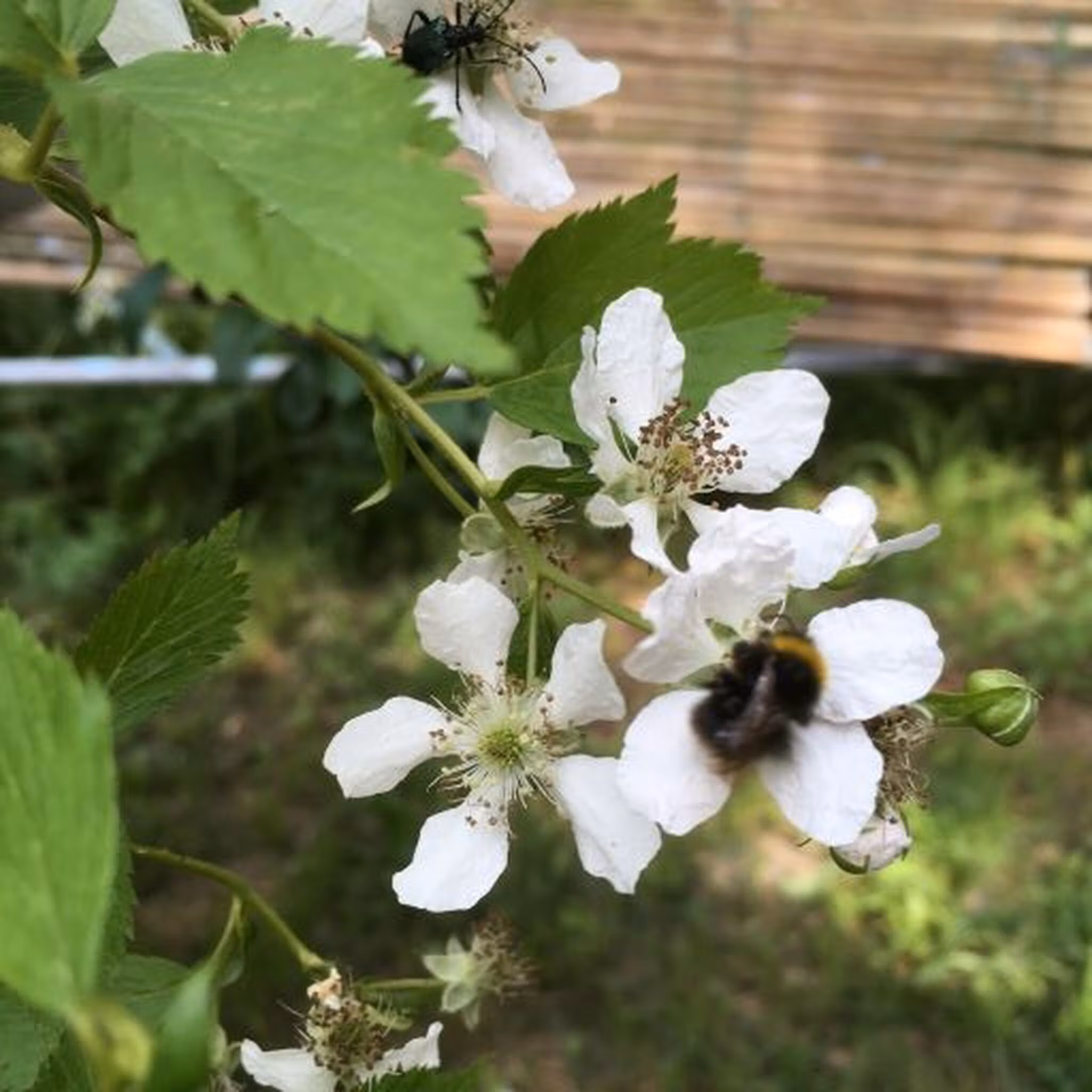 Björnbärsblommor