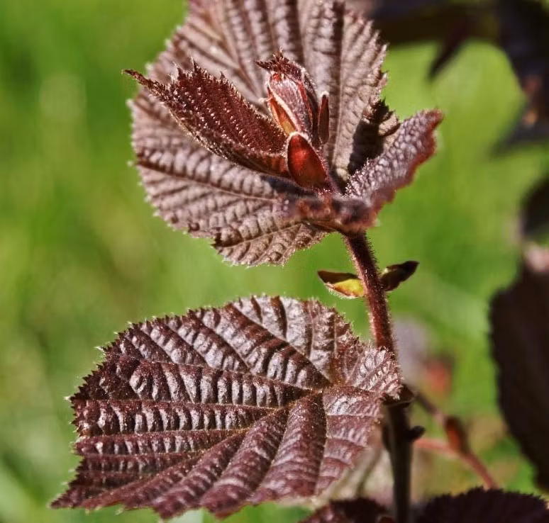 Hassel, rödbladig, 'Rote Zellernus'