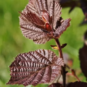 Hassel, rödbladig, 'Rote Zellernus'