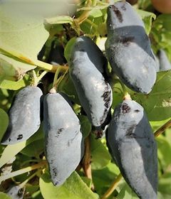 Blåbärstry 'Blue Banana'