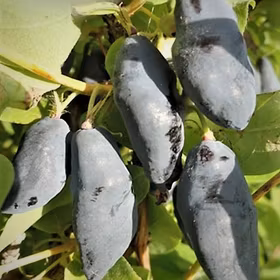 Blåbärstry 'Blue Banana'