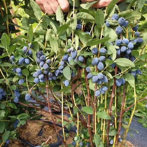 Blåbärstry 'Giants Heart'