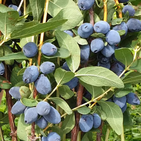 Blåbärstry 'Giants Heart'