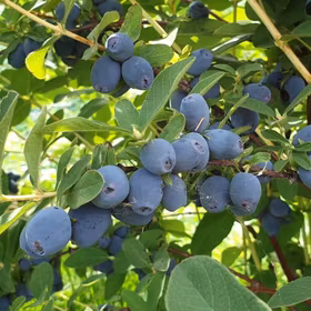 Blåbärstry 'Strawberry Sensation'