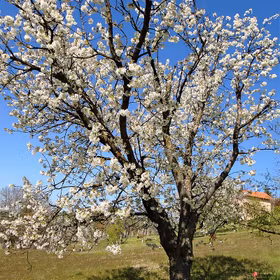 Körsbärsgrundstam avium- 3st