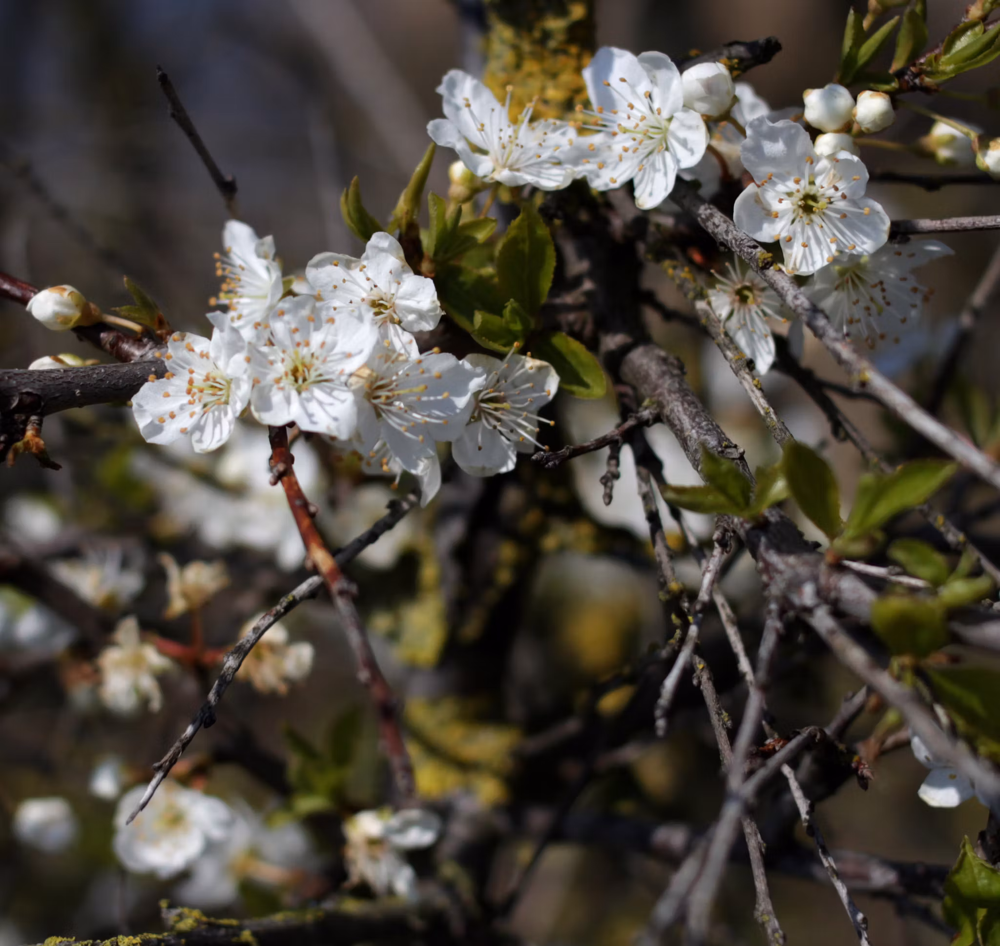 Plommongrundstam cerasifera- 3st