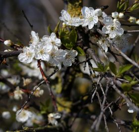 Plommongrundstam cerasifera- 3st