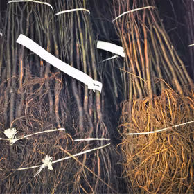 Plommongrundstam 'St. Julien'- 3st